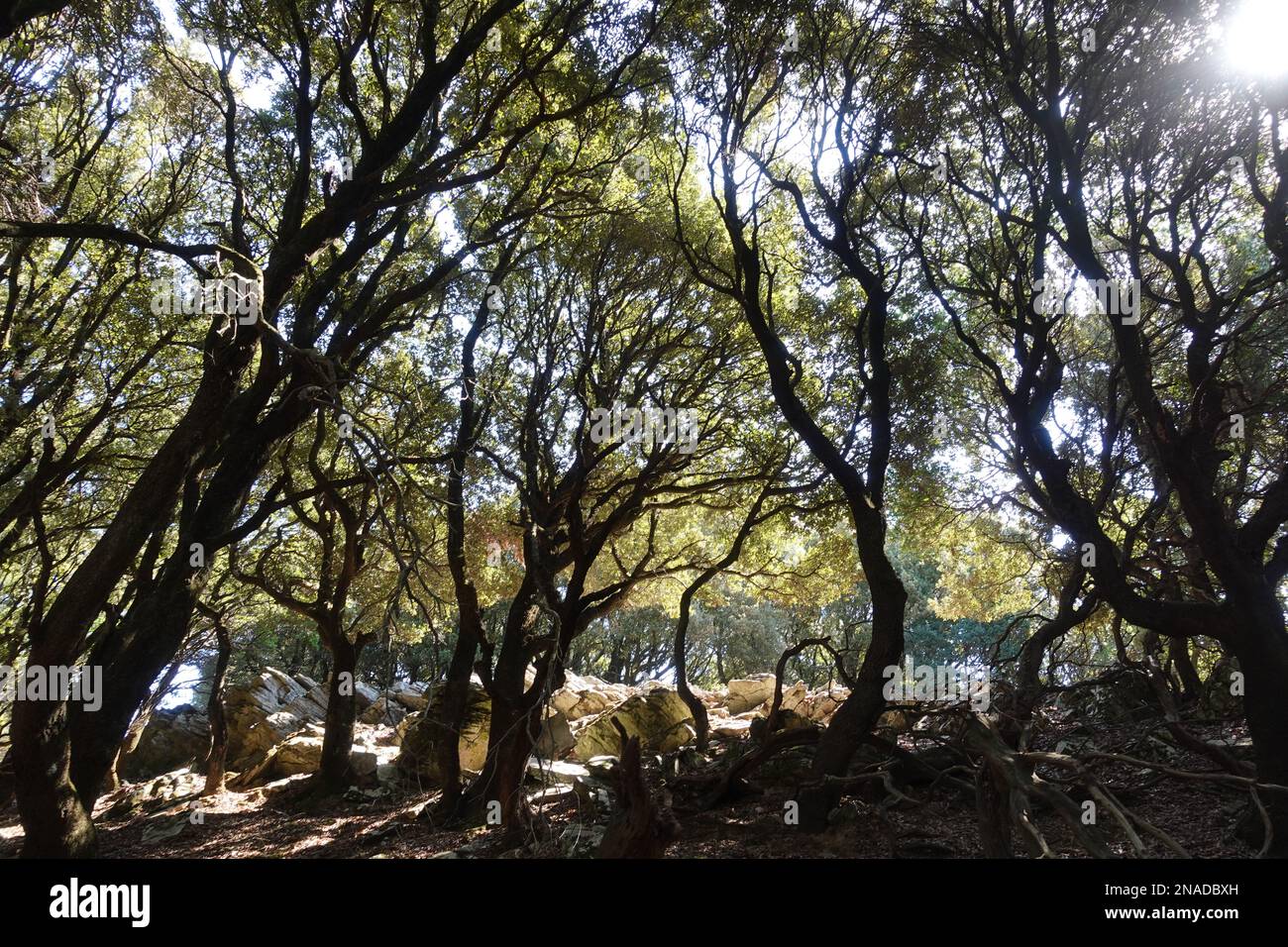 Sun shining through the trees in the Randi forest on Ikaria, one of the oldest remaining Holm Oak forests left in Mediterranean. Stock Photo