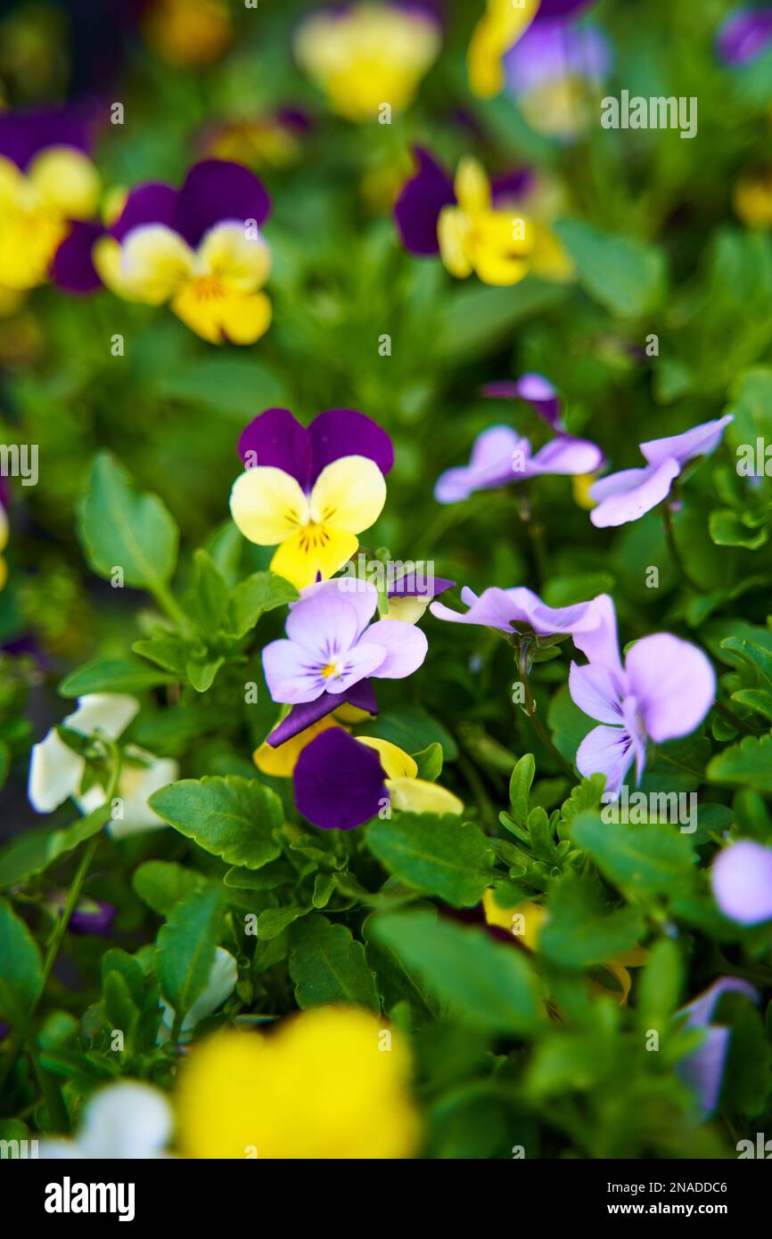 Various colors petals of the flowers in the garden. Stock Photo