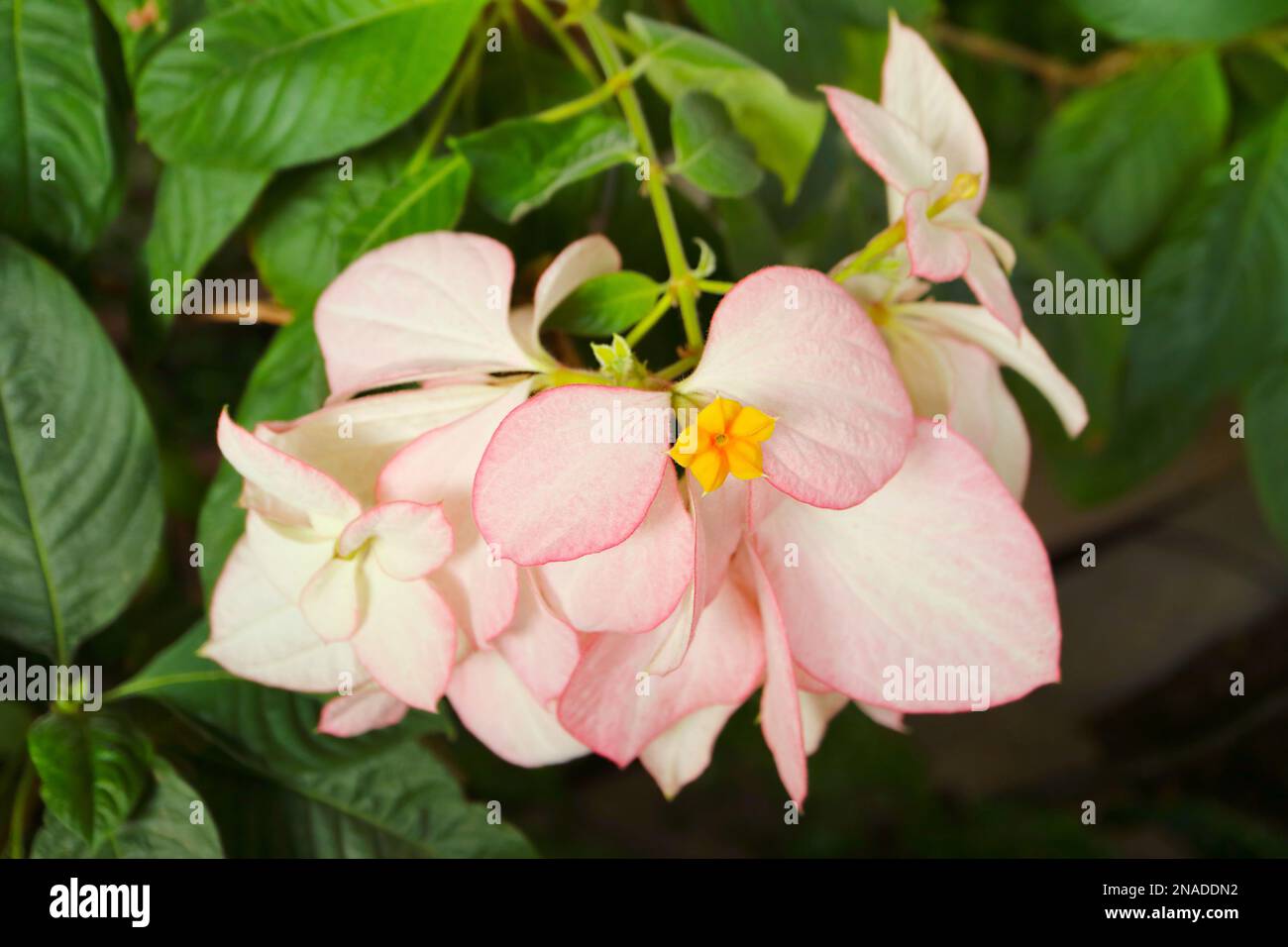 Mussaenda Philippica Queen Sirikit with Gorgeous Light Pink Sepal, the Flower's Named in Honor of Queen Sirikit of Thailand by the Philippine Governme Stock Photo