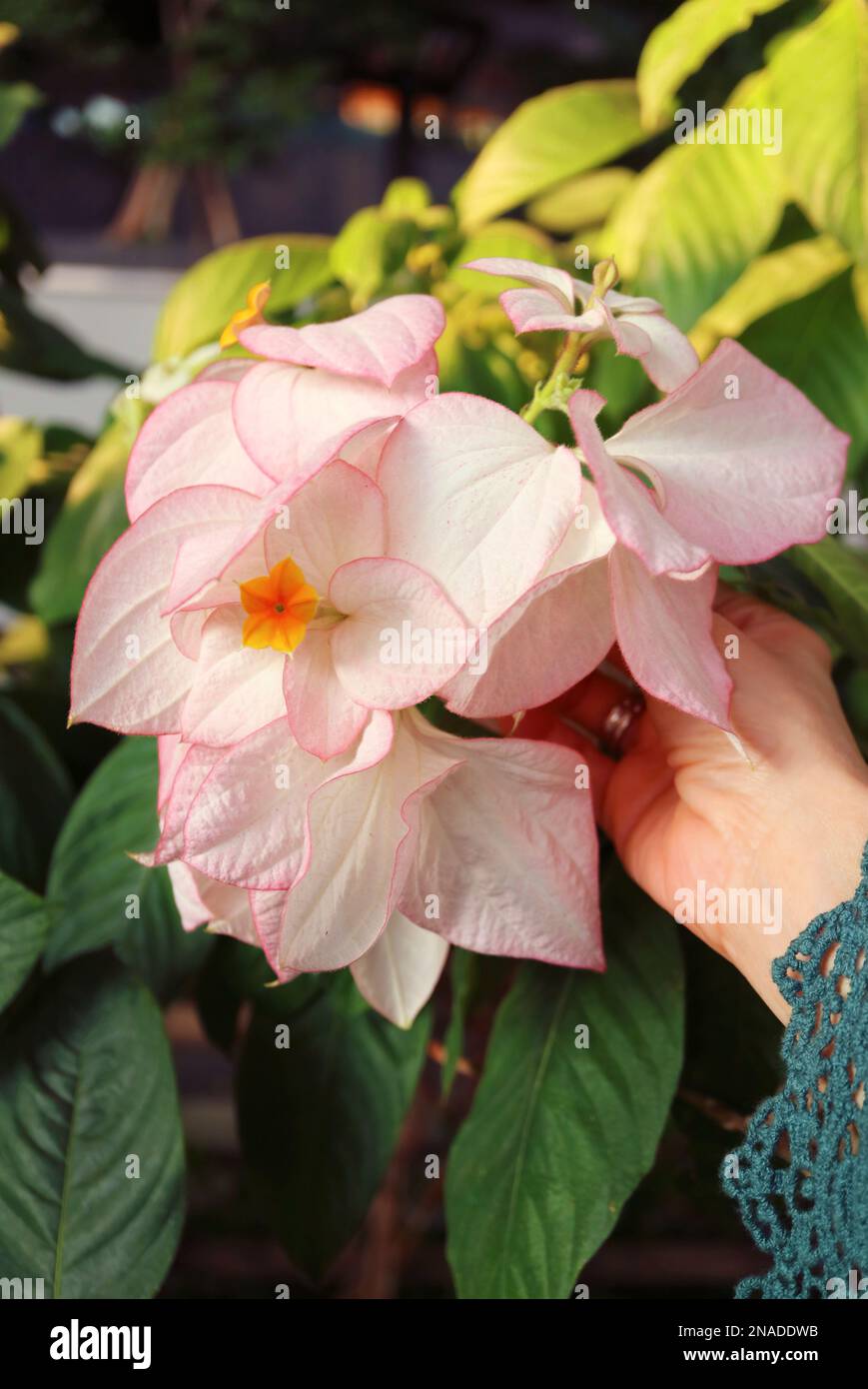 Hand Touching Light Pink Sepal of Mussaenda Philippica Queen Sirikit, Flower's Named in Honor of Queen Sirikit of Thailand by the Philippine Governmen Stock Photo