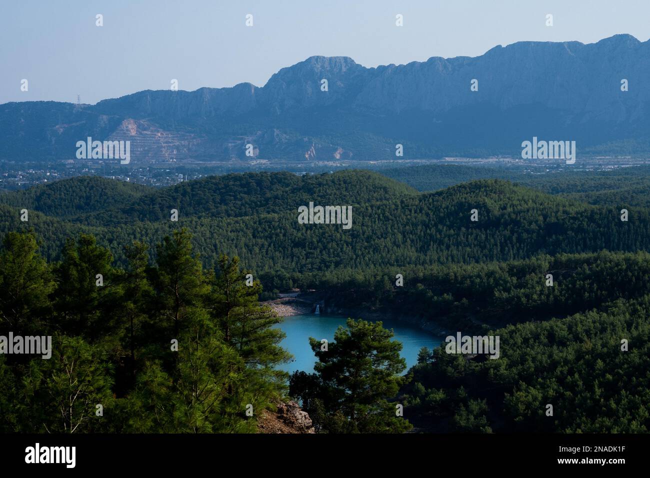 An aerial view of forest with dense trees Stock Photo - Alamy