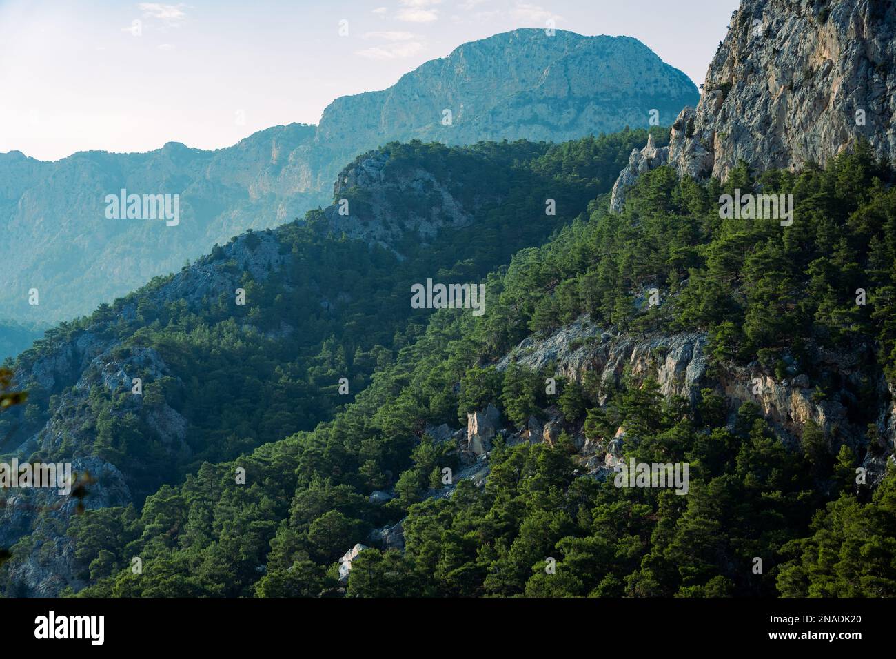 An aerial view of forest with dense trees Stock Photo - Alamy