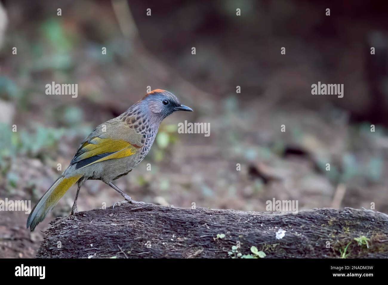 Assam Laughingthrush Stock Photo