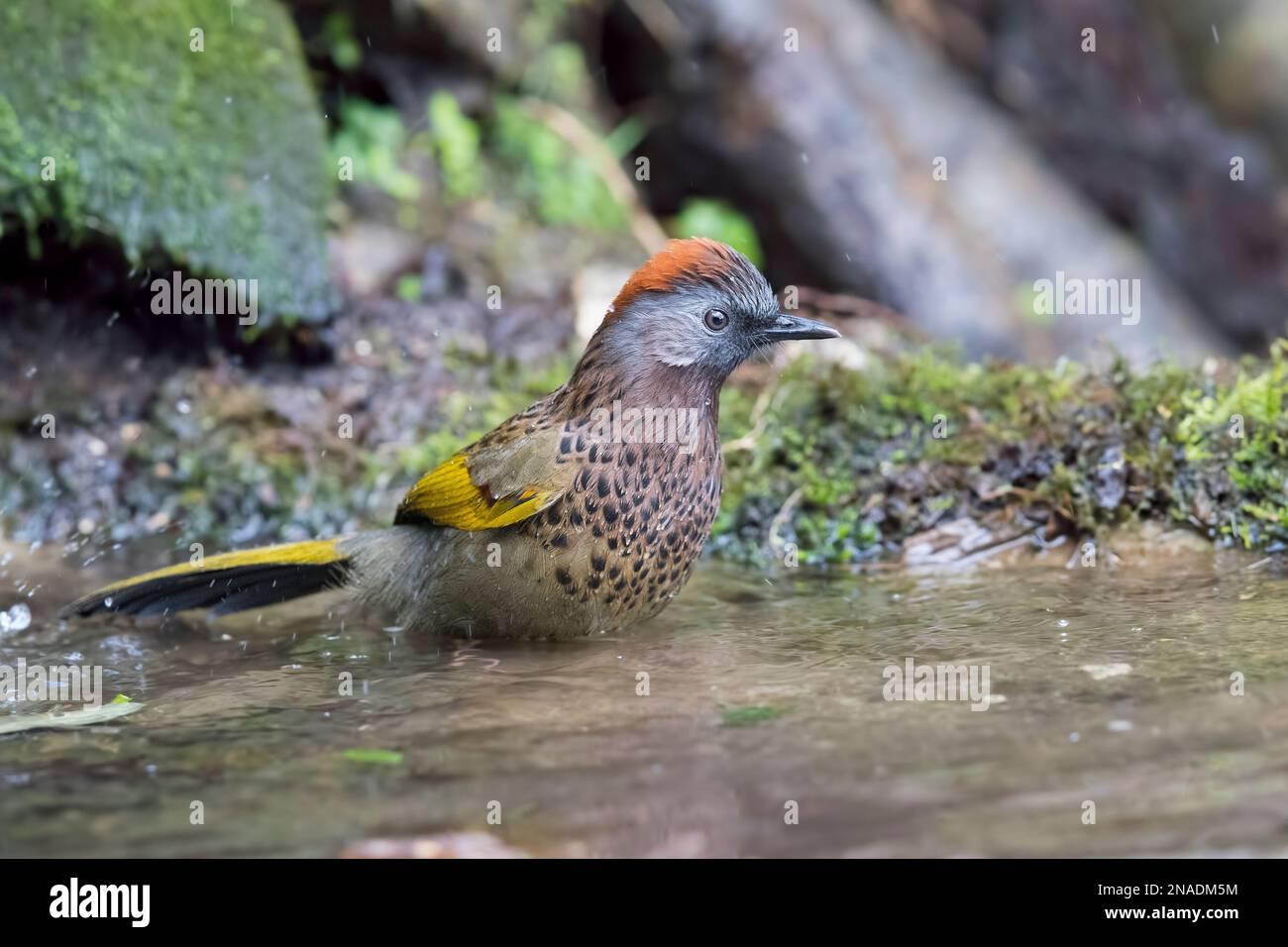 Assam Laughingthrush Stock Photo