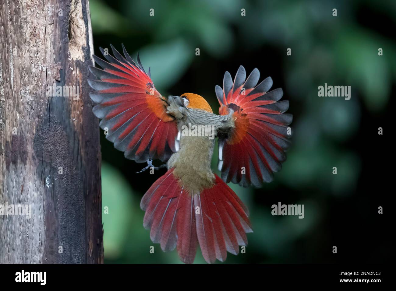 Red-tailed Laughingthrush in Flight Stock Photo