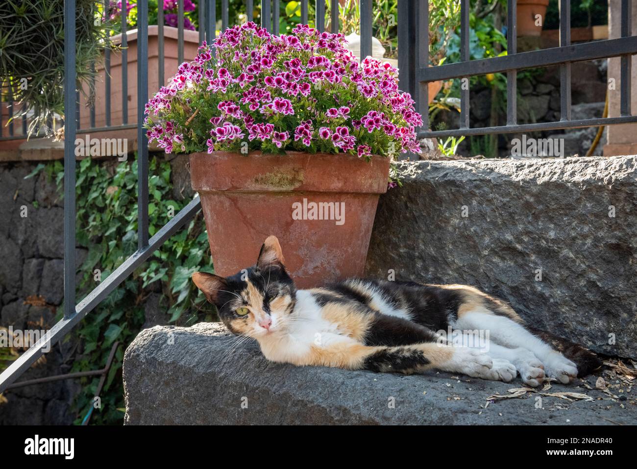 A calico cat half asleep in the shade on a hot summer day in Sicily Stock Photo