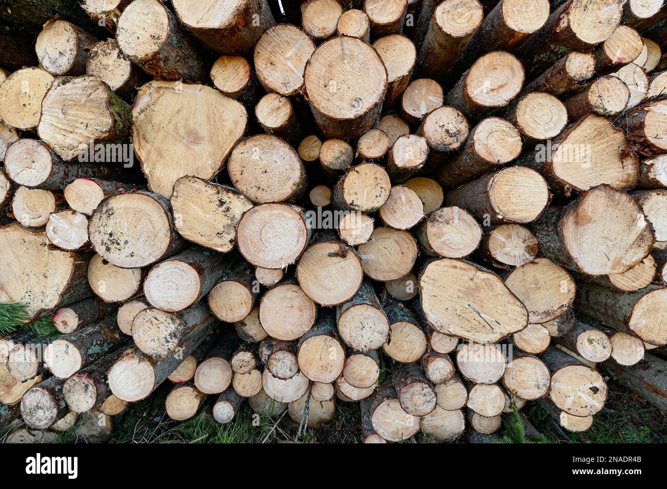 Cuting Area cutting area with stacked timber in Sweden Stock Photo - Alamy