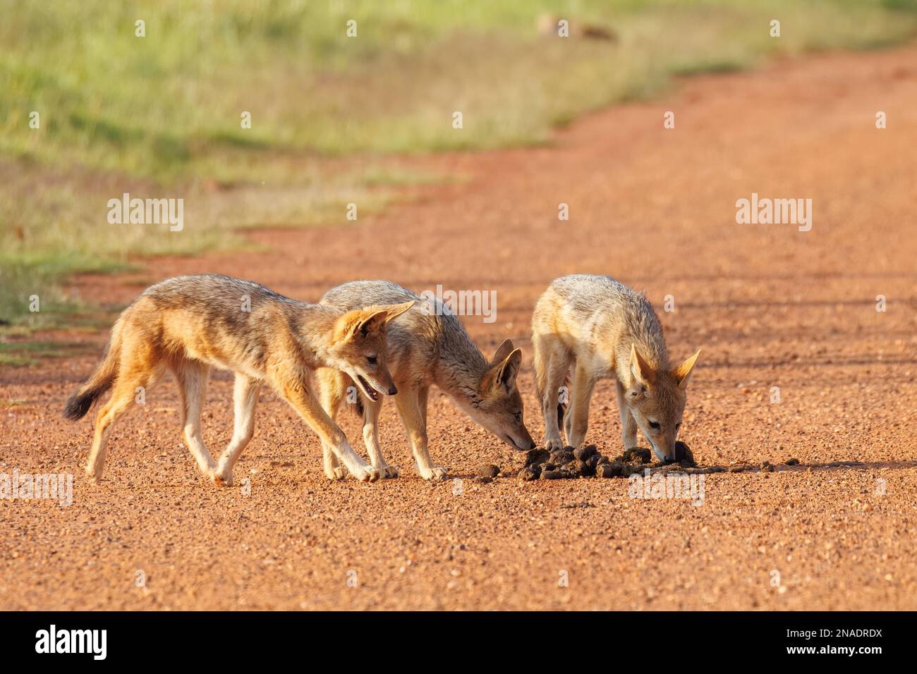 Three coyote pups eating food from the ground on a sunny day on a dirt road Stock Photo