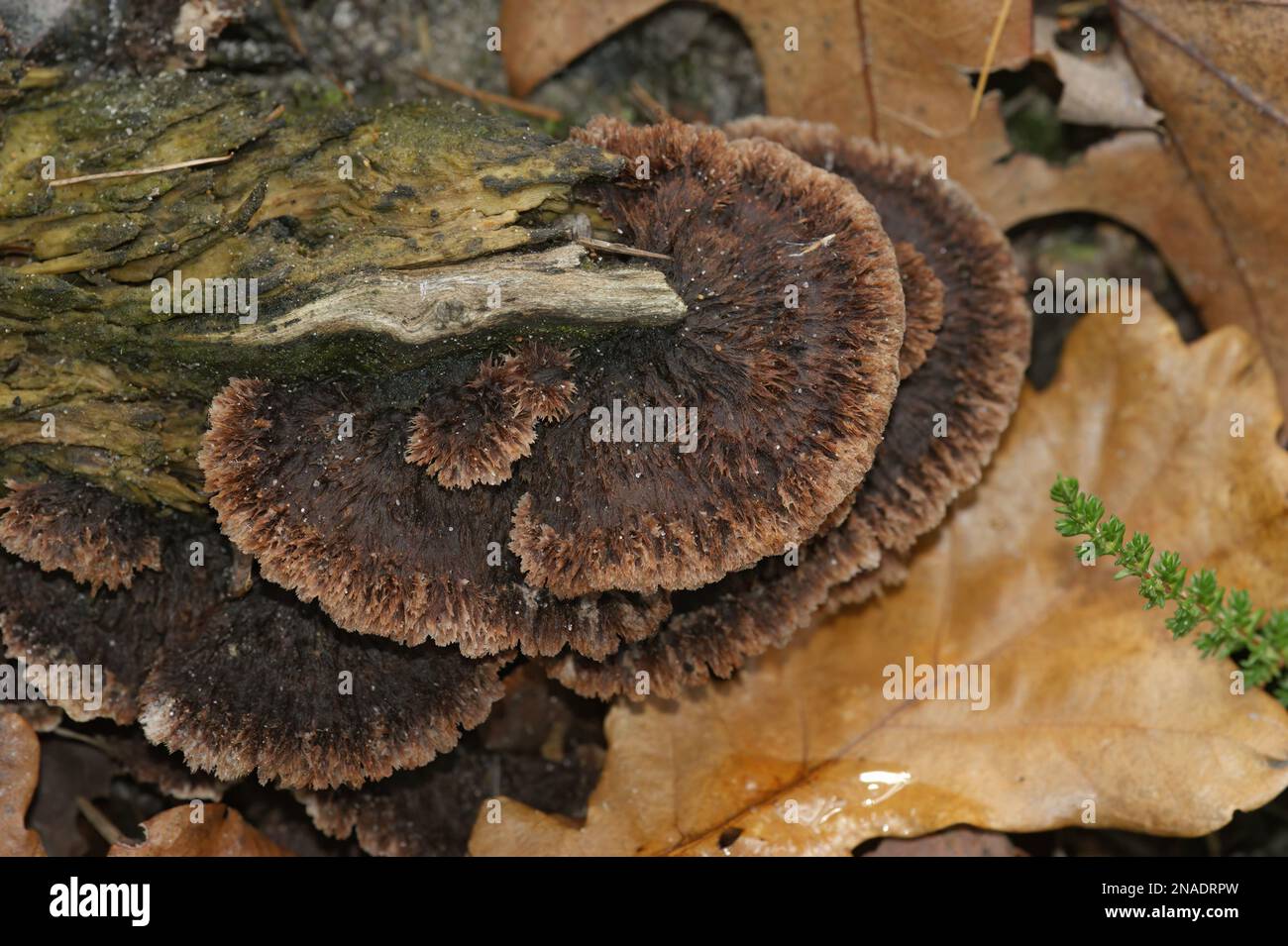 Natural closeup on a brown fruiting body of the Earthfan fungus, Thelephora terrestris, on the forest floor Stock Photo