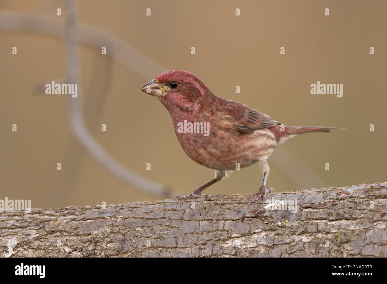 Purple Finch (Haemorhous purpureus) on a log, Sacramento County ...