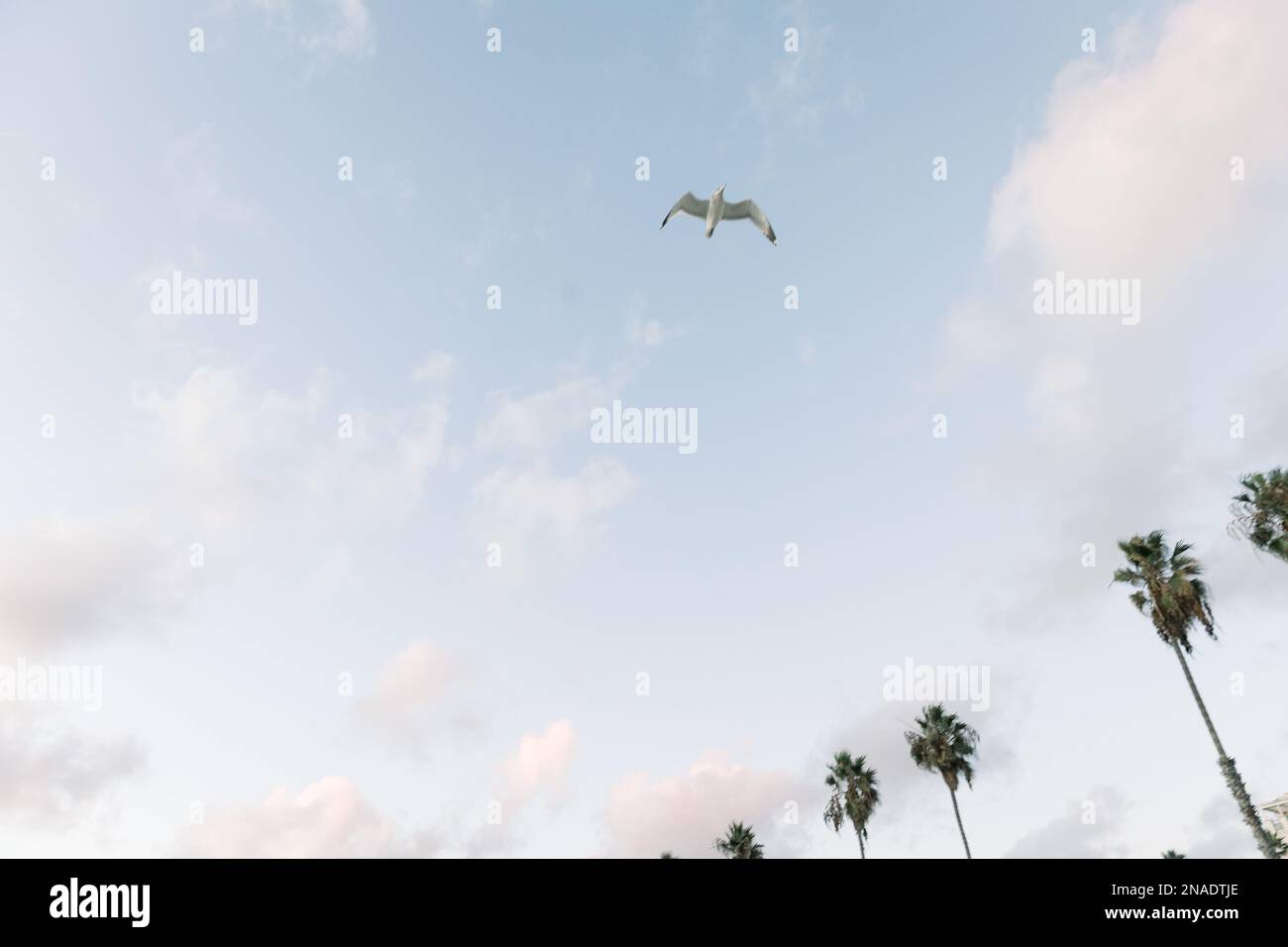 Seagull flying alone at sunset at the beach Stock Photo