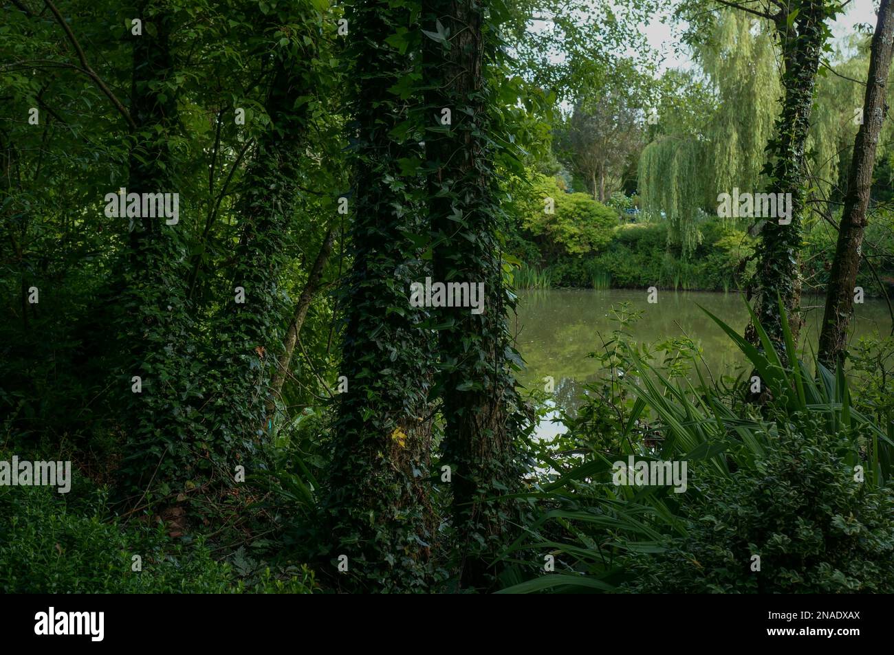 Shady secret garden corner with climbing ivy at Jardin d'Elle Stock Photo