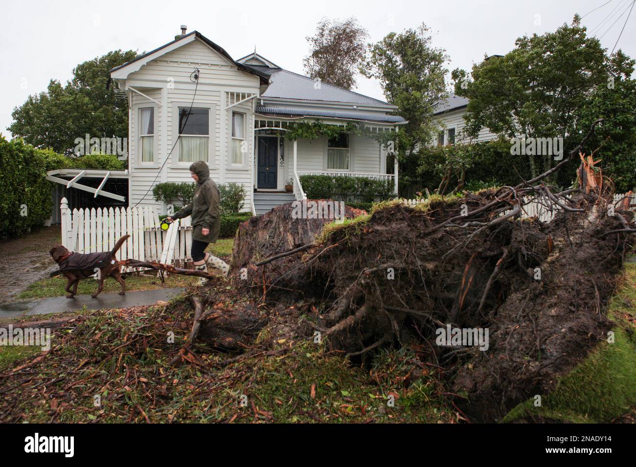 Auckland New Zealand 13th Feb 2023 A Tree Is Blown Down By Cyclone auckland-new-zealand-13th-feb-2023-a-tree-is-blown-down-by-cyclone