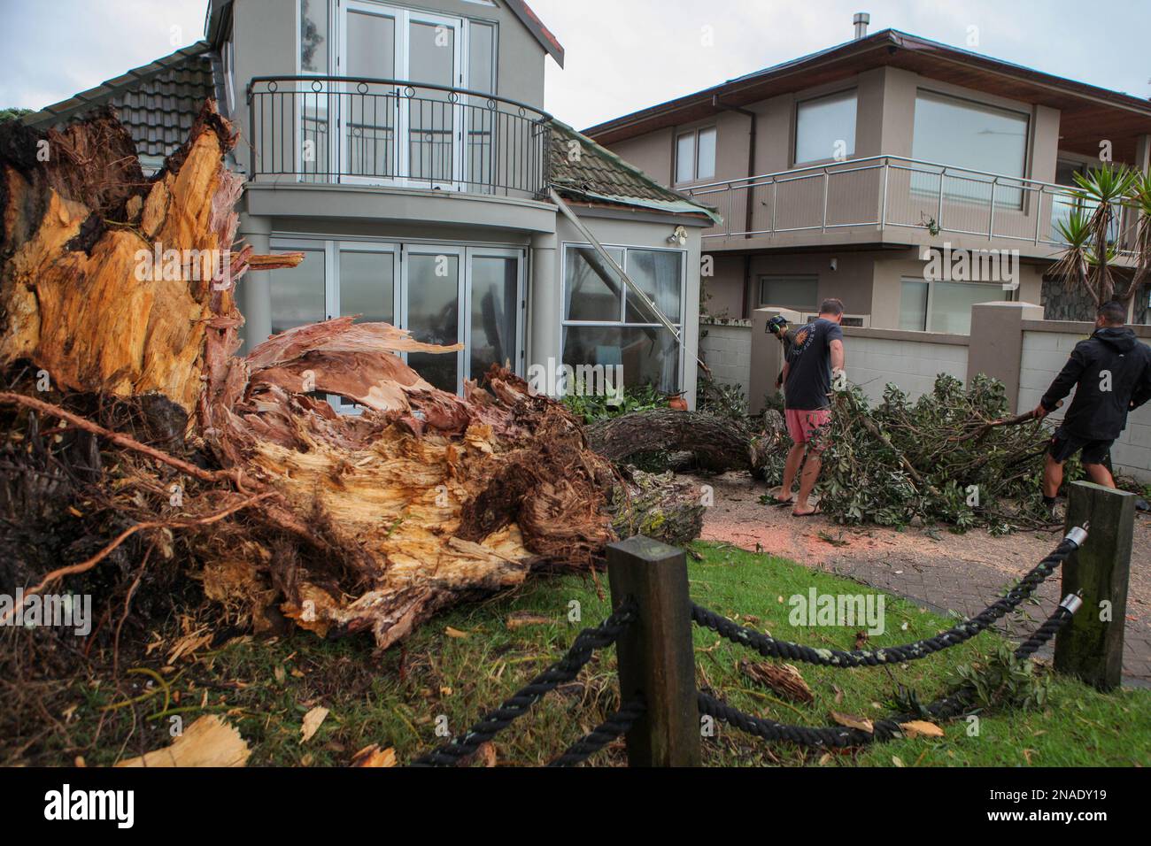Auckland New Zealand 13th Feb 2023 A Tree Is Blown Down By Cyclone auckland-new-zealand-13th-feb-2023-a-tree-is-blown-down-by-cyclone