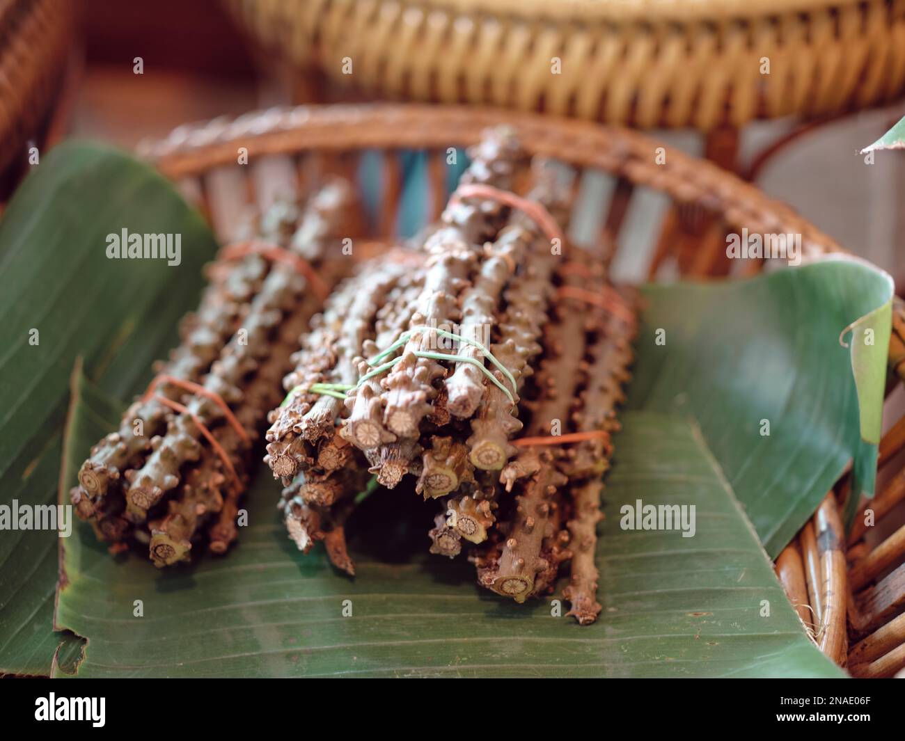 Tinospora cordifolia herb Thai on market Stock Photo