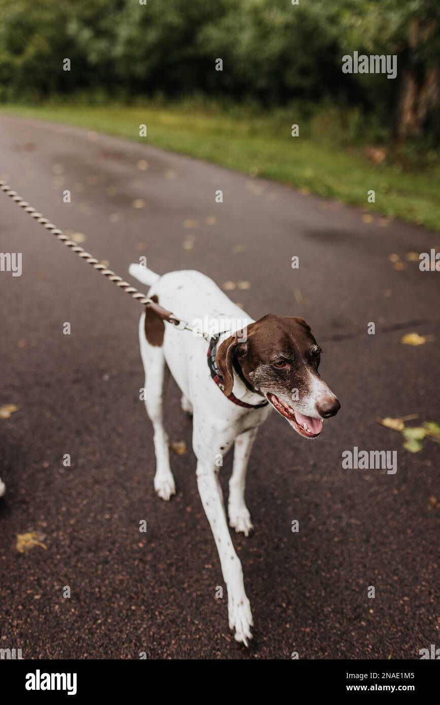 portrait of dog walking on trail on a cloudy fall day Stock Photo