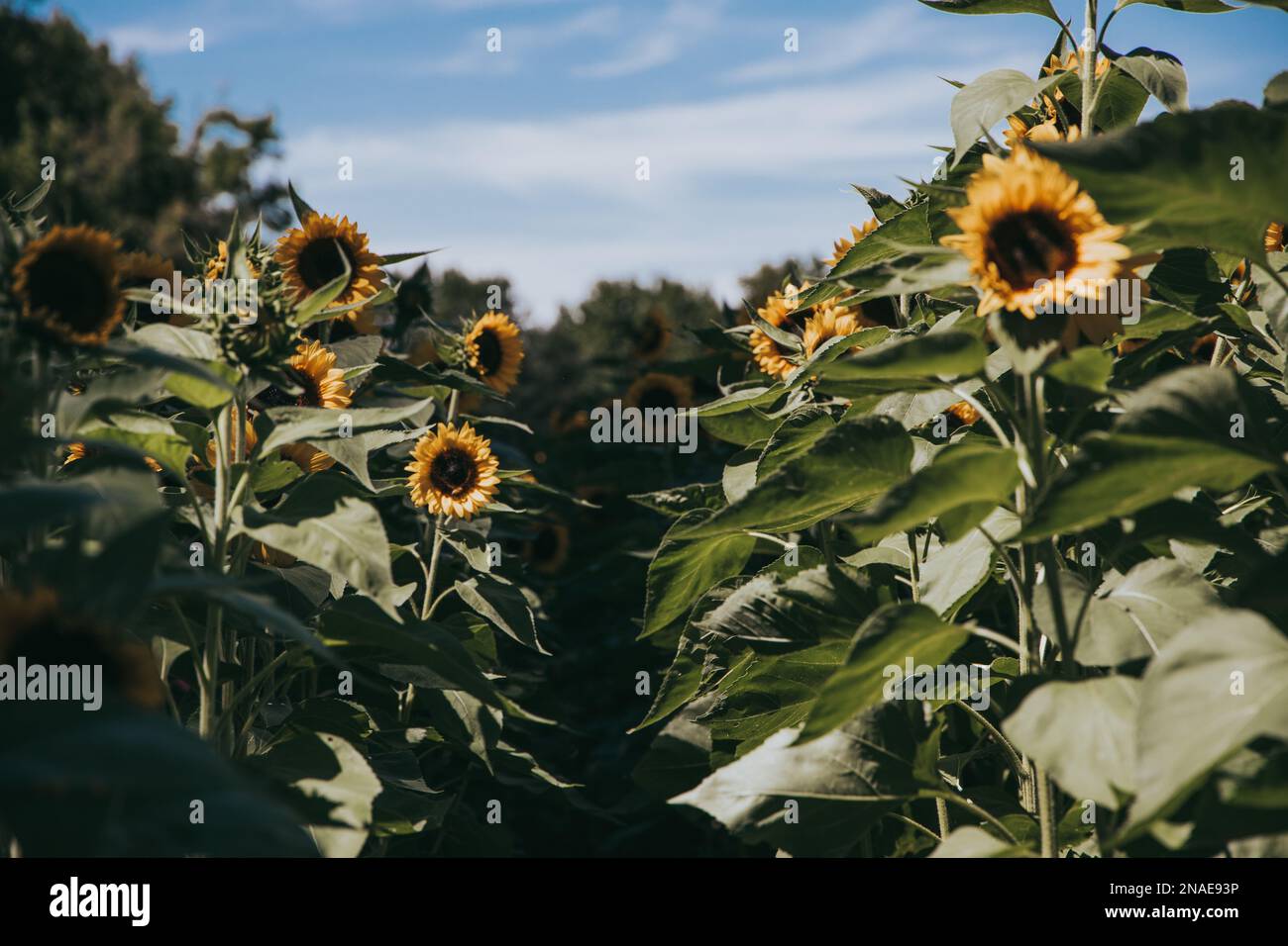 Soft Focus Sunflower Field Between Rows Stock Photo