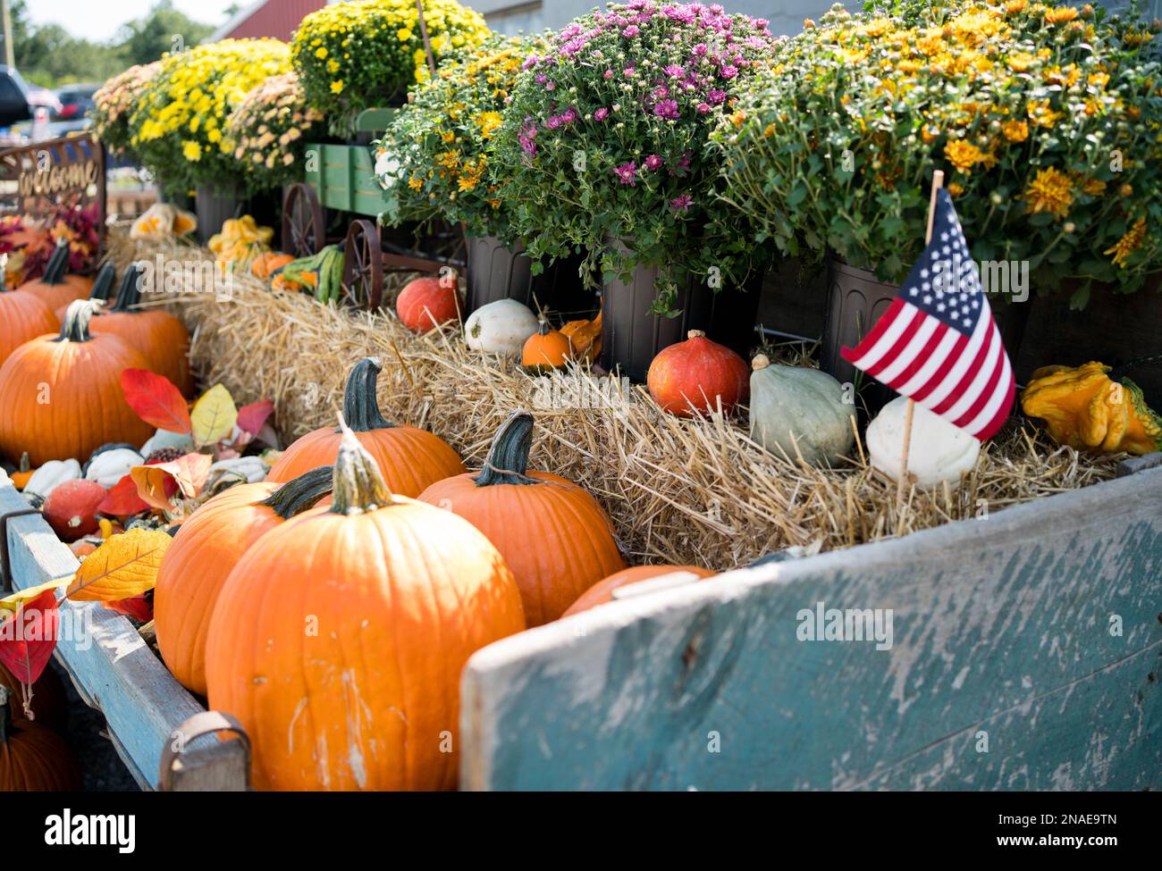 Fall wagon full of pumpkins and mums Stock Photo