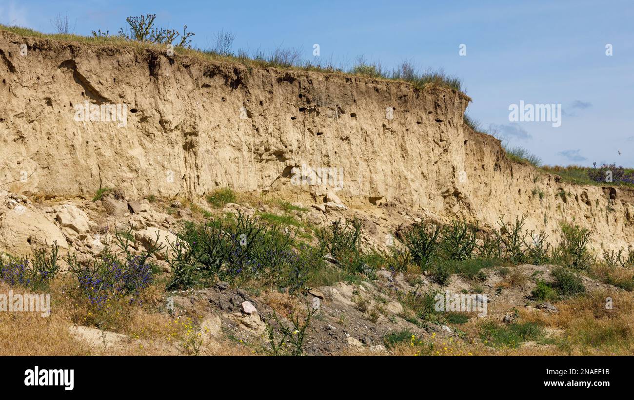 Loam wall with Bee Eater nest Stock Photo