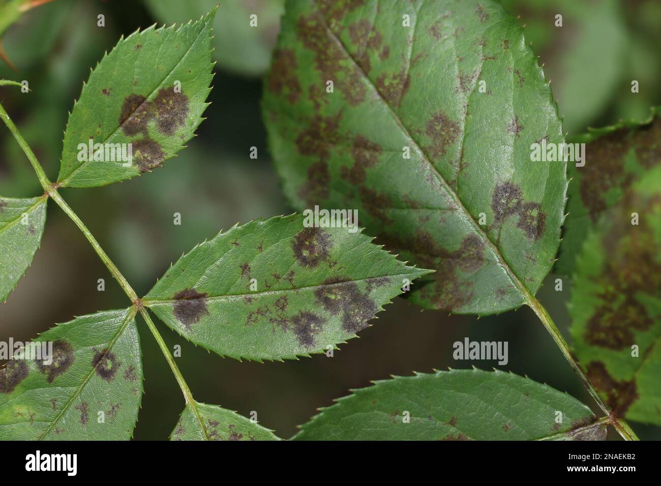 The rose black spot disease caused by the fungus Diplocarpon rosae. The black spots on the rose leaves are circular with a perforated edge. Damaged ro Stock Photo