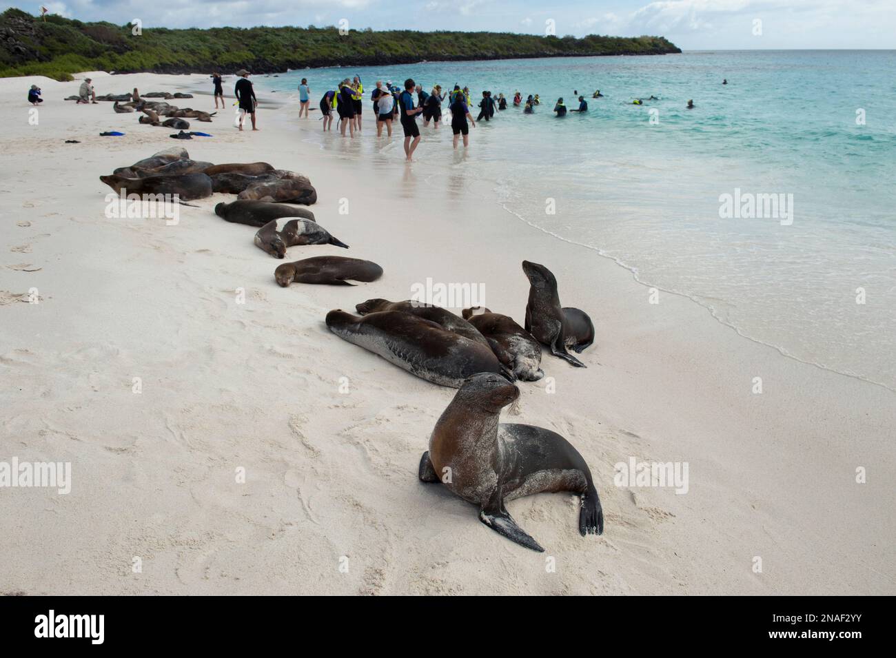 Endangered Galapagos sea lions (Zalophus wollebaeki) lay on the beach near tourists on Espanola Island, Galapagos Islands National Park; Ecuador Stock Photo