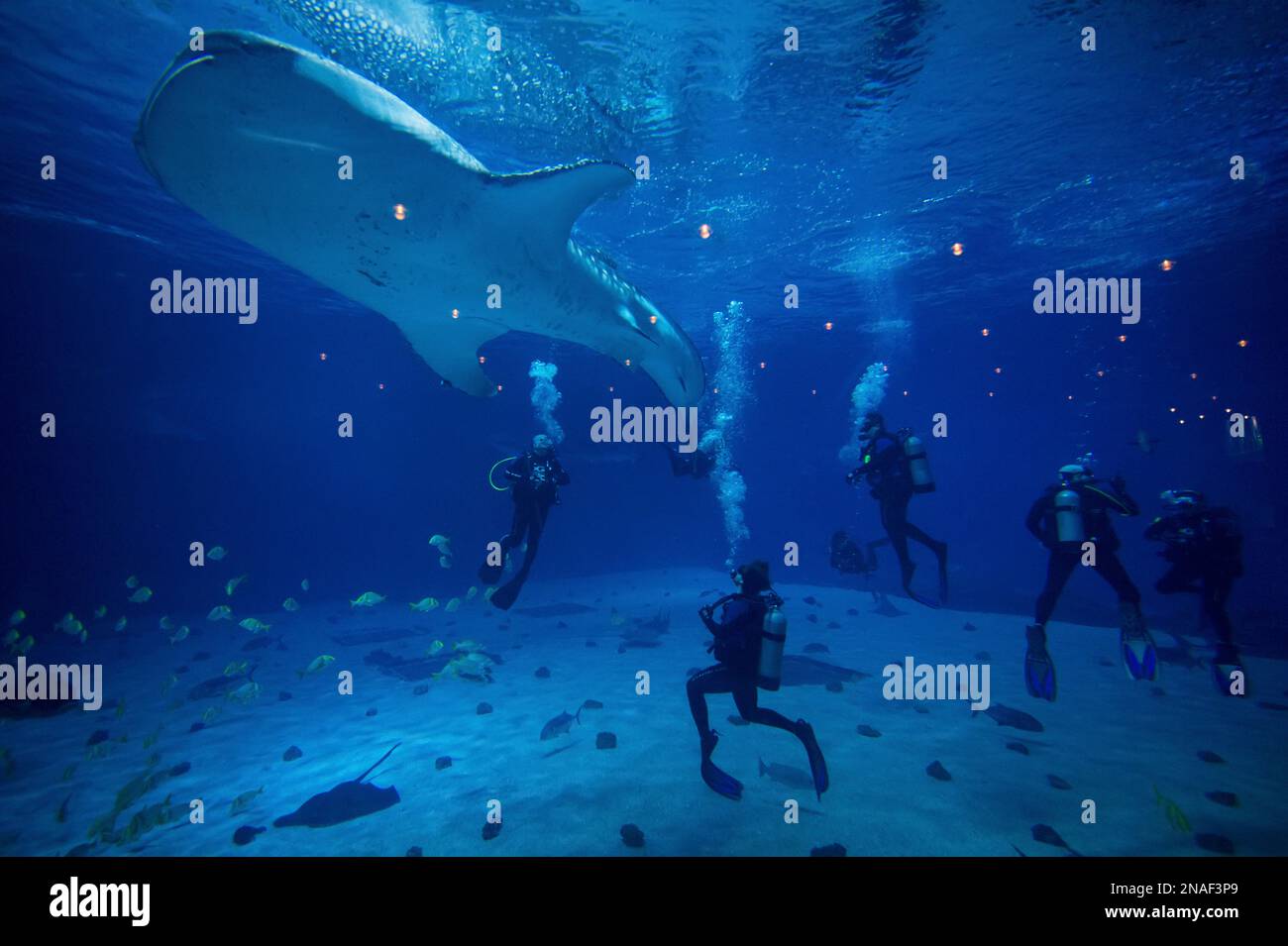 Divers interact with whale sharks (Rhincodon Typus) and fish at Georgia Aquarium's Ocean Voyager tank; Atlanta, Georgia, United States of America Stock Photo