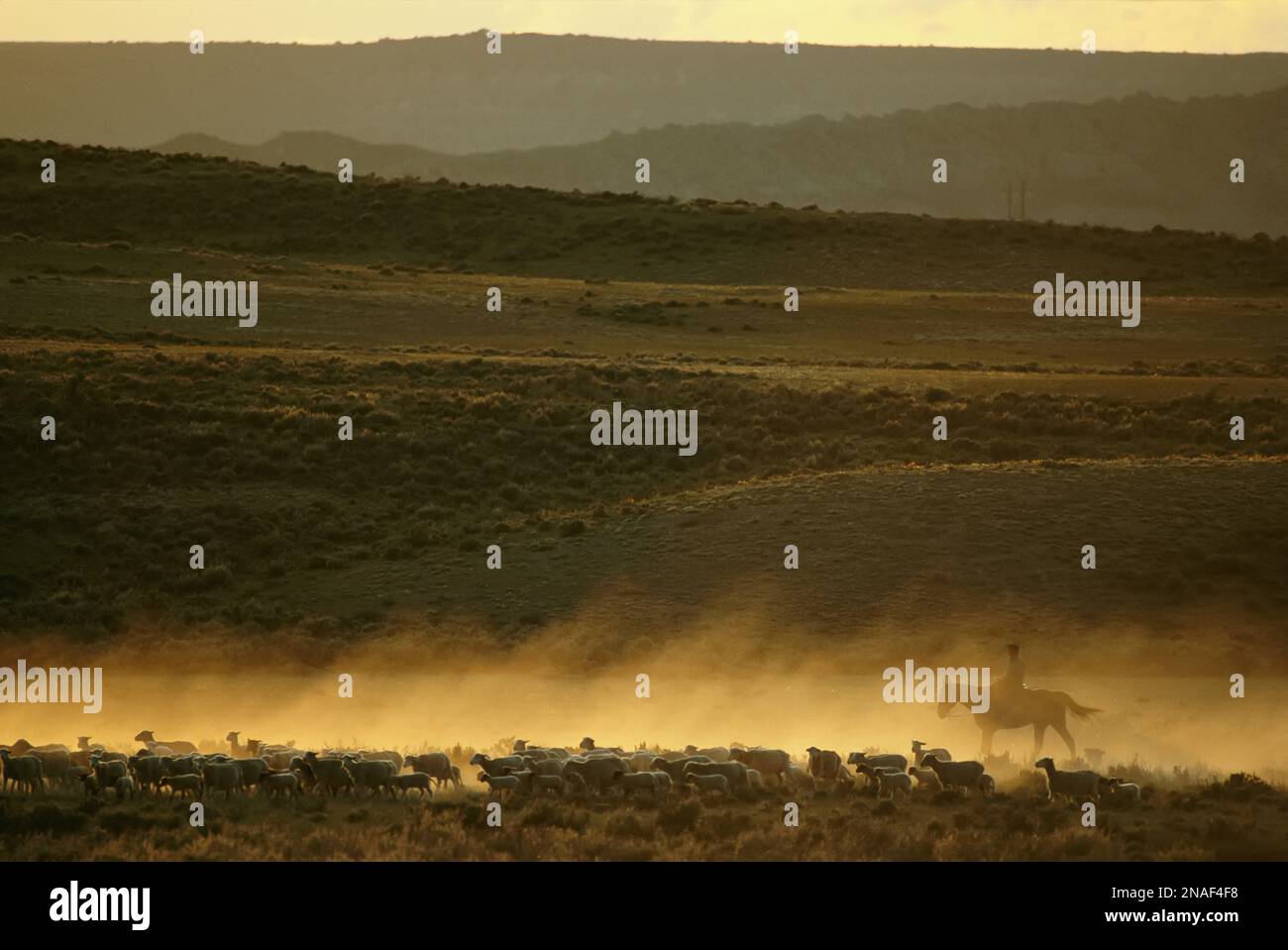 A flock of sheep are rounded up on a Wyoming ranch Stock Photo - Alamy