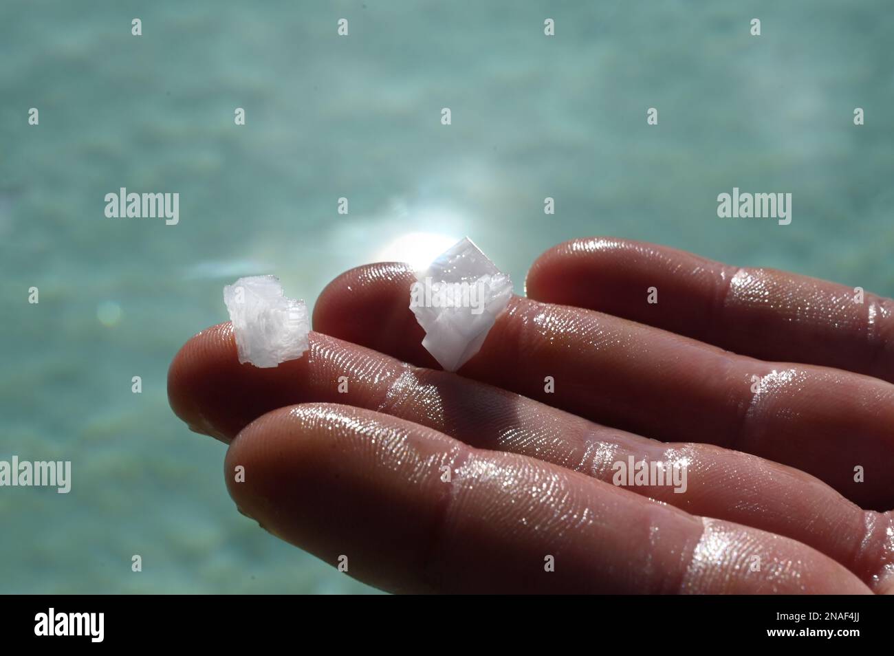 Man holding salt harvested from a salty source in Salies-de-Béarn, France, in his palm Stock Photo