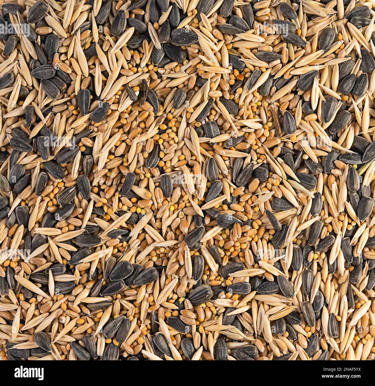 Grain mixture for birds and rodents, texture background, contains
