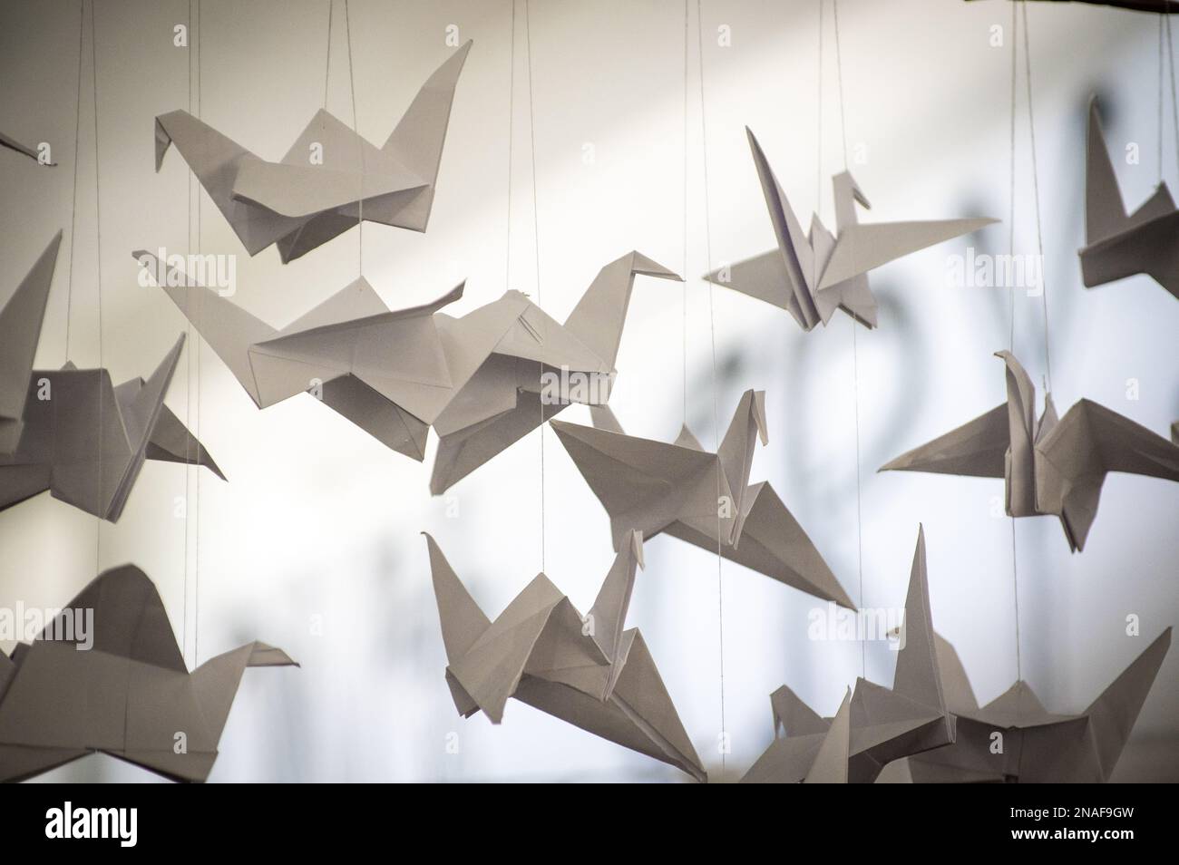 Japanese folded Origami cranes hanging on with strings. Hundreds