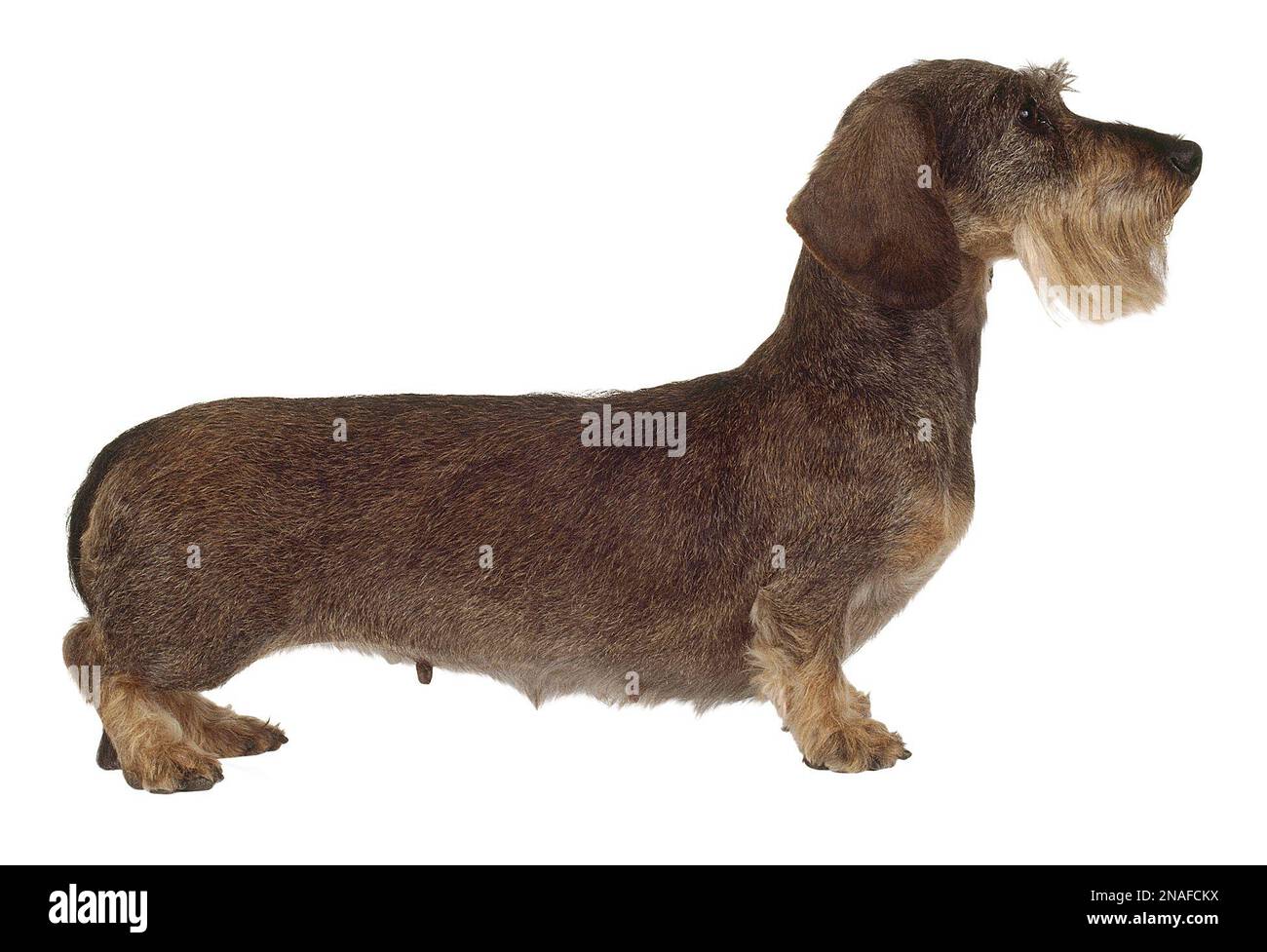Miniature Wire Haired Dachshund Miniature dachshund, on all fours, side on Stock Photo Alamy