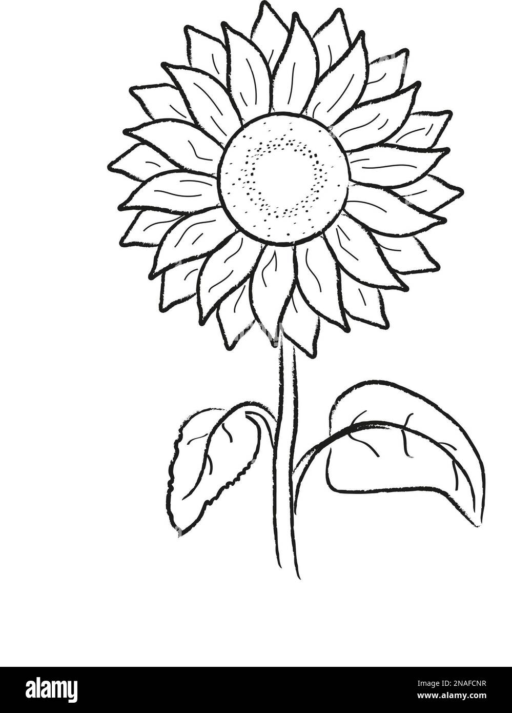 Step 4 how to draw a sunflower Stock Photo Alamy