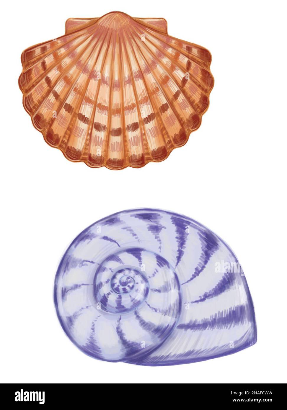 Fan shaped shell and spiral shell Stock Photo Alamy
