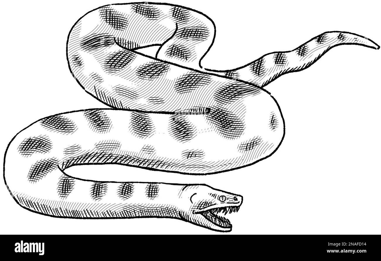 line artwork of Titanoboa Stock Photo - Alamy