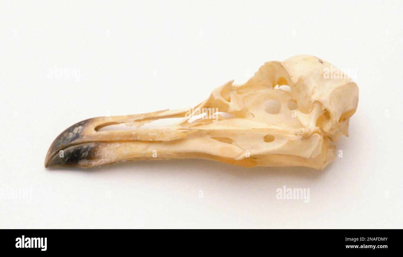 Side view of Herring Gull skull Stock Photo Alamy