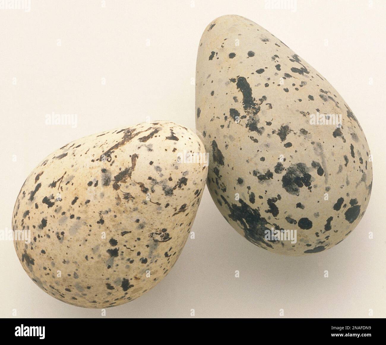 Guillemot Eggs Hi res Stock Photography And Images Alamy