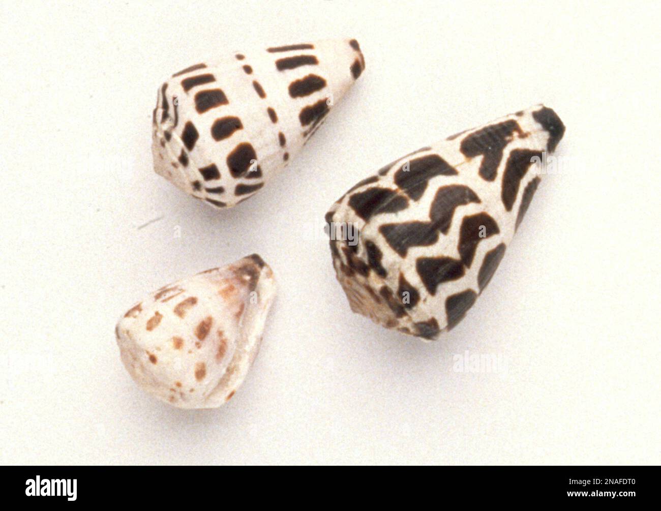 Hebrew Cone Shells Stock Photo Alamy