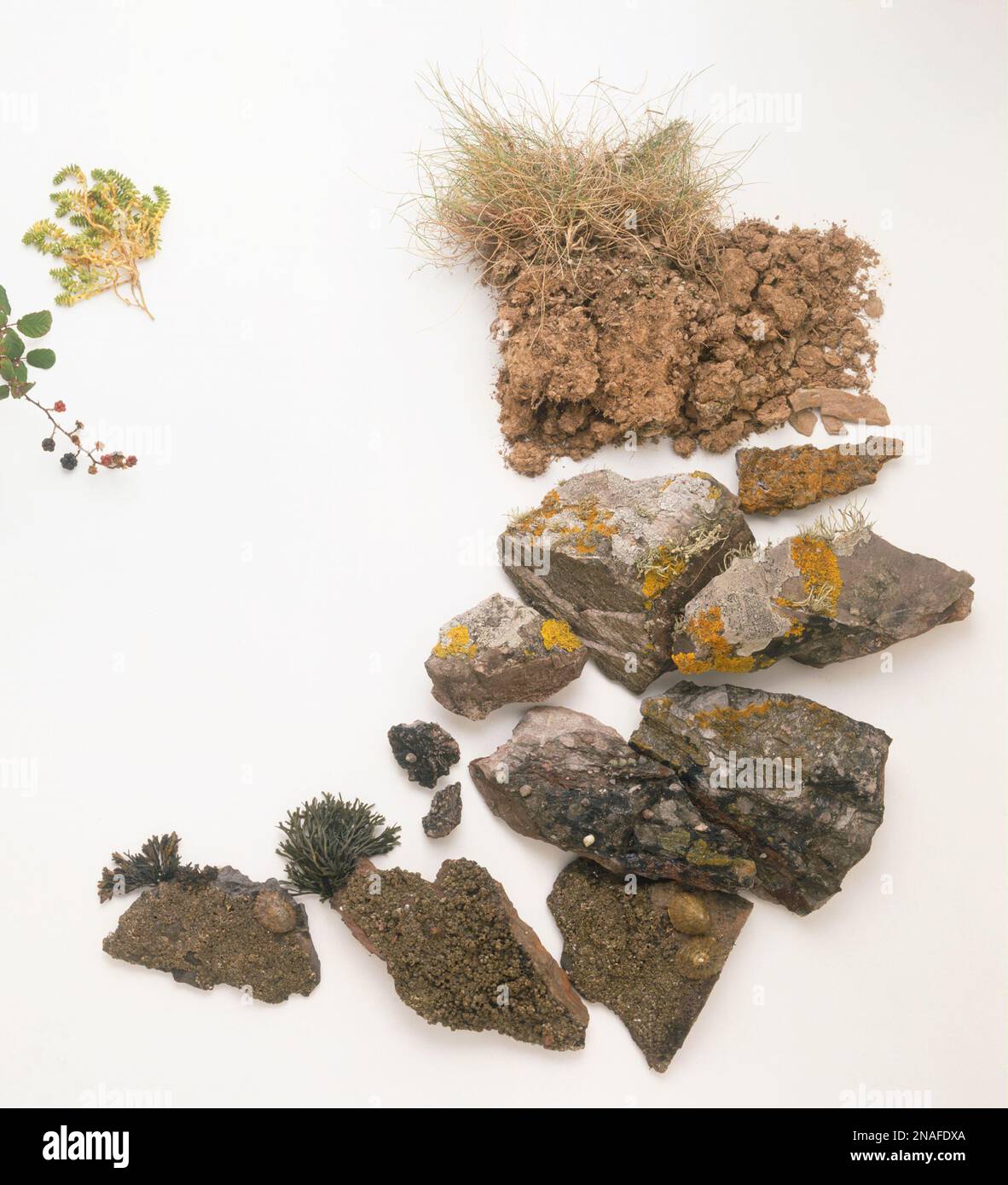 Rock covered with Verrucaria lichen Stock Photo