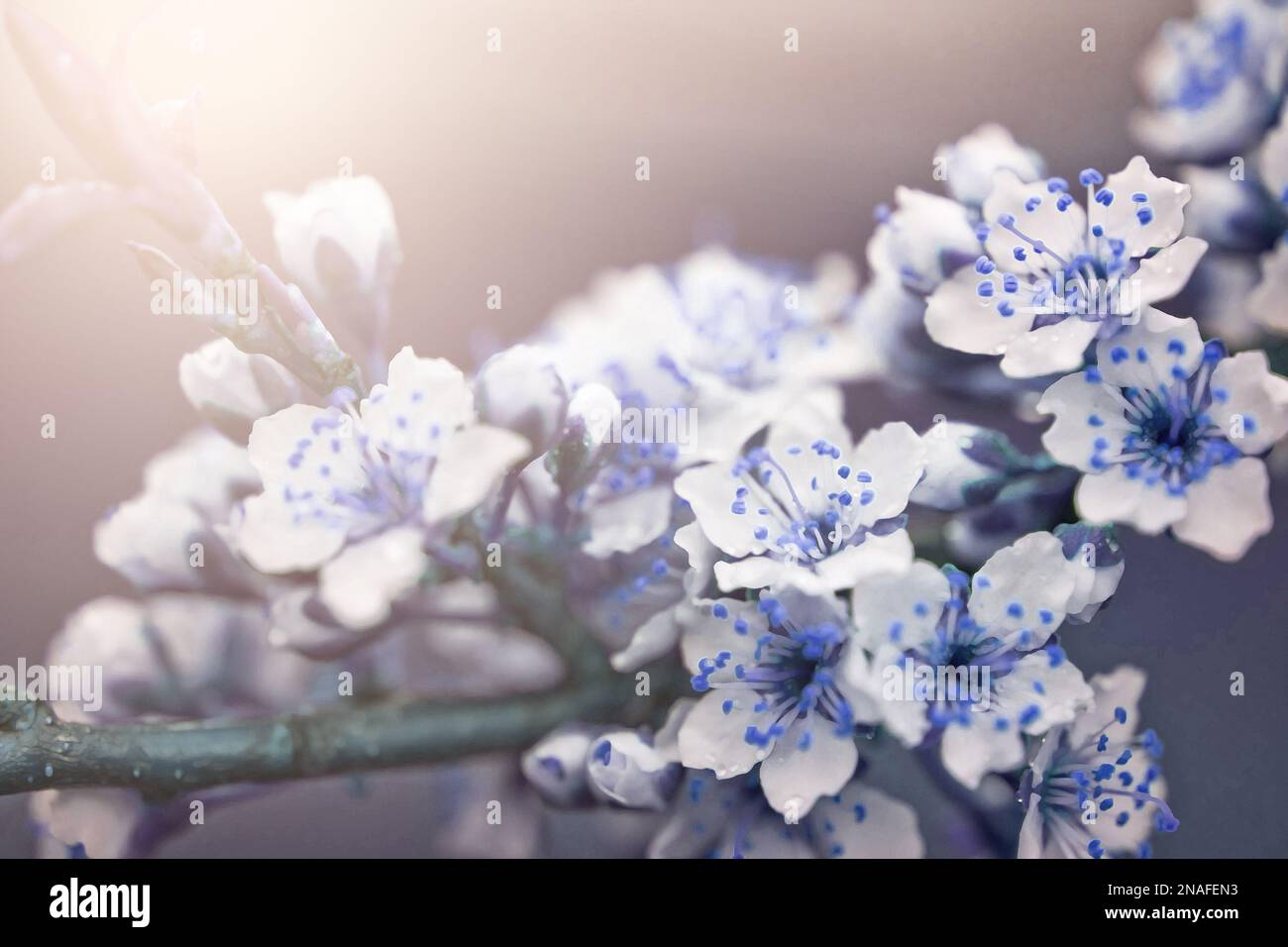 Flowers of Cherry plum or Myrobalan Prunus cerasifera blooming in spring on the branches at Sunrise on light blue and violet background macro. Amazing Stock Photo