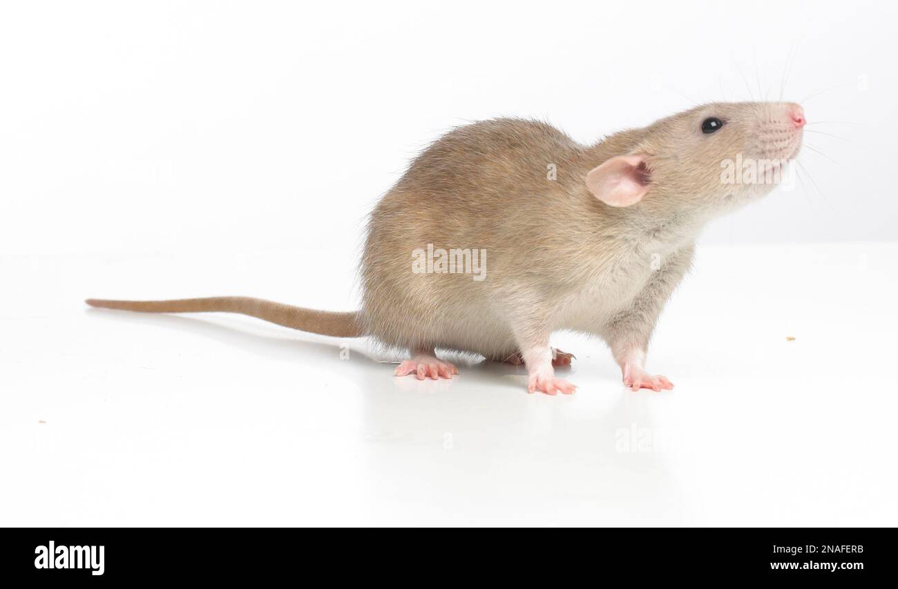 Dumbo rat, pet rat Stock Photo Alamy