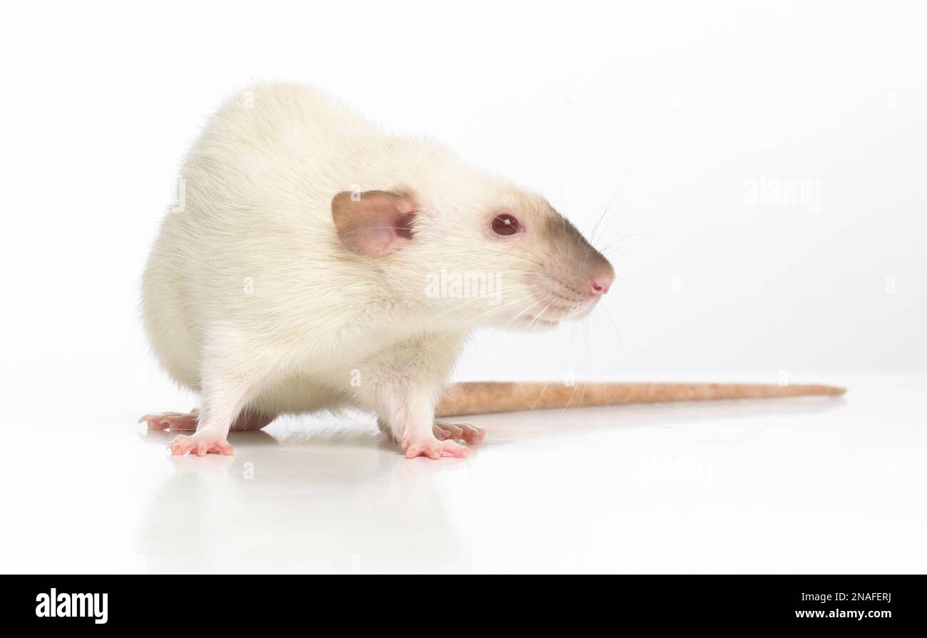 Dumbo rat, pet rat Stock Photo Alamy