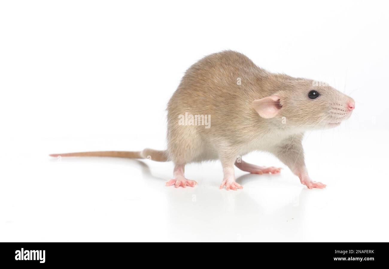 Dumbo rat, pet rat Stock Photo Alamy