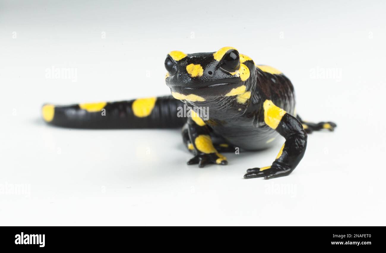 Specimen of salamander hi-res stock photography and images - Alamy
