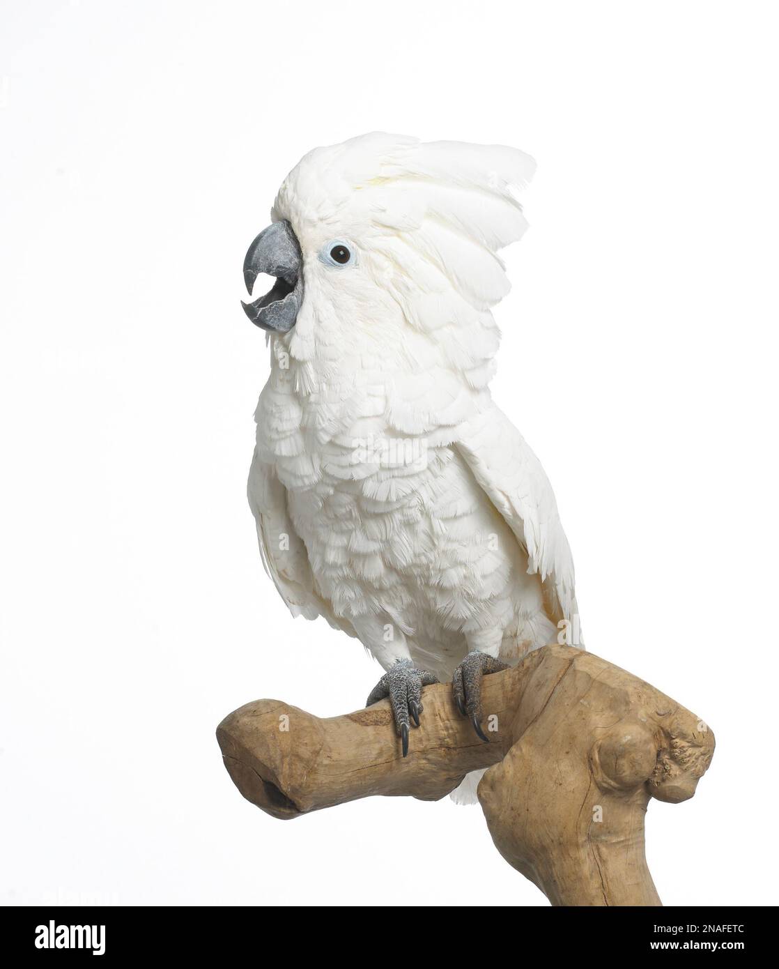 White Cockatoo, Umbrella Cockatoo (Cacatua alba), 3yearold female Stock Photo Alamy