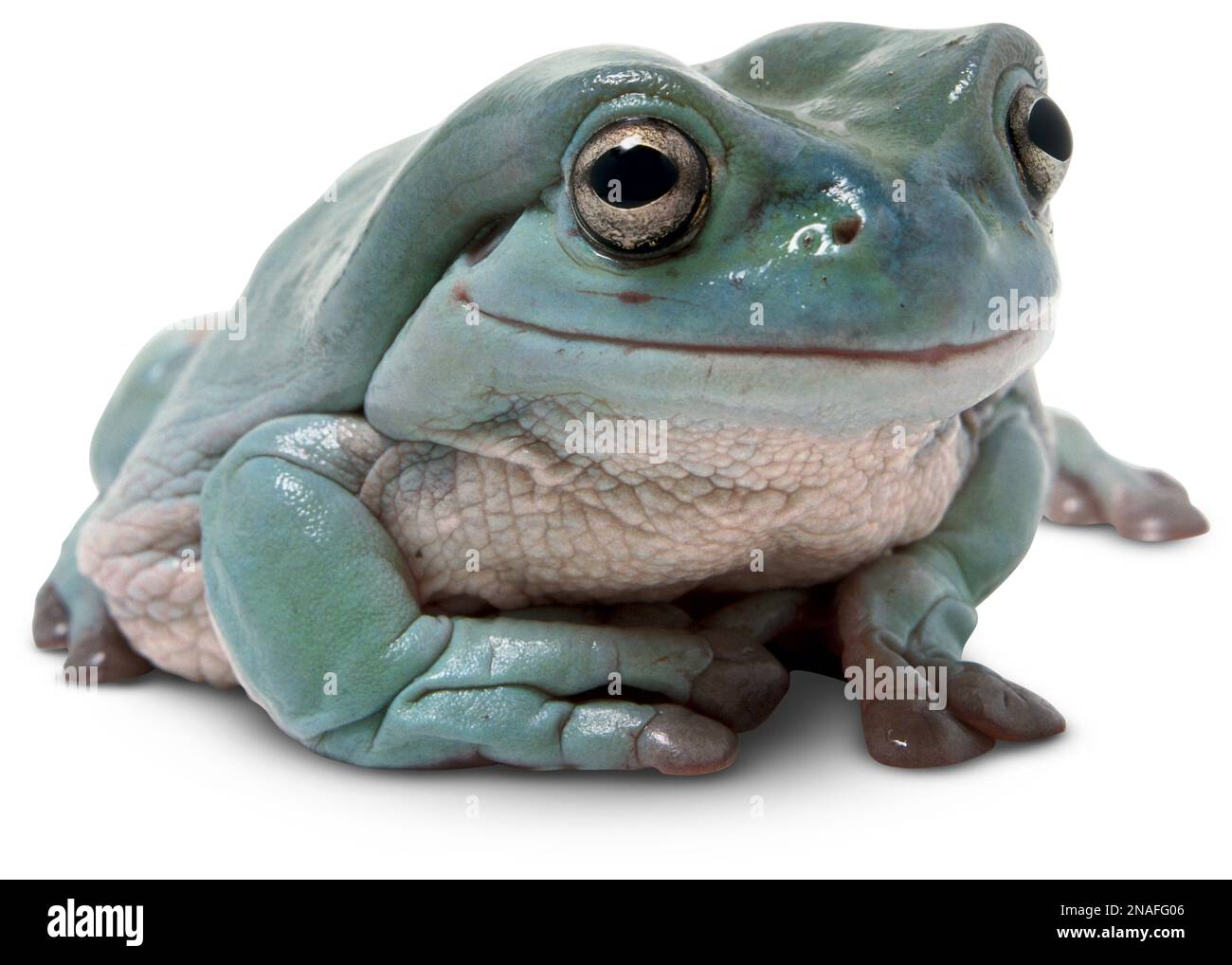 Front view of Australian Tree Frog, Litoria caerulea Stock Photo