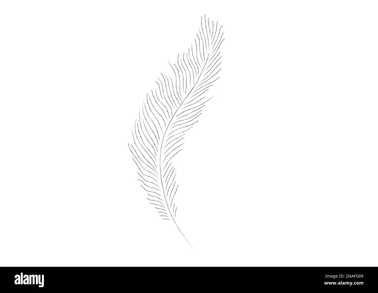 Feather line drawing Stock Photo Alamy