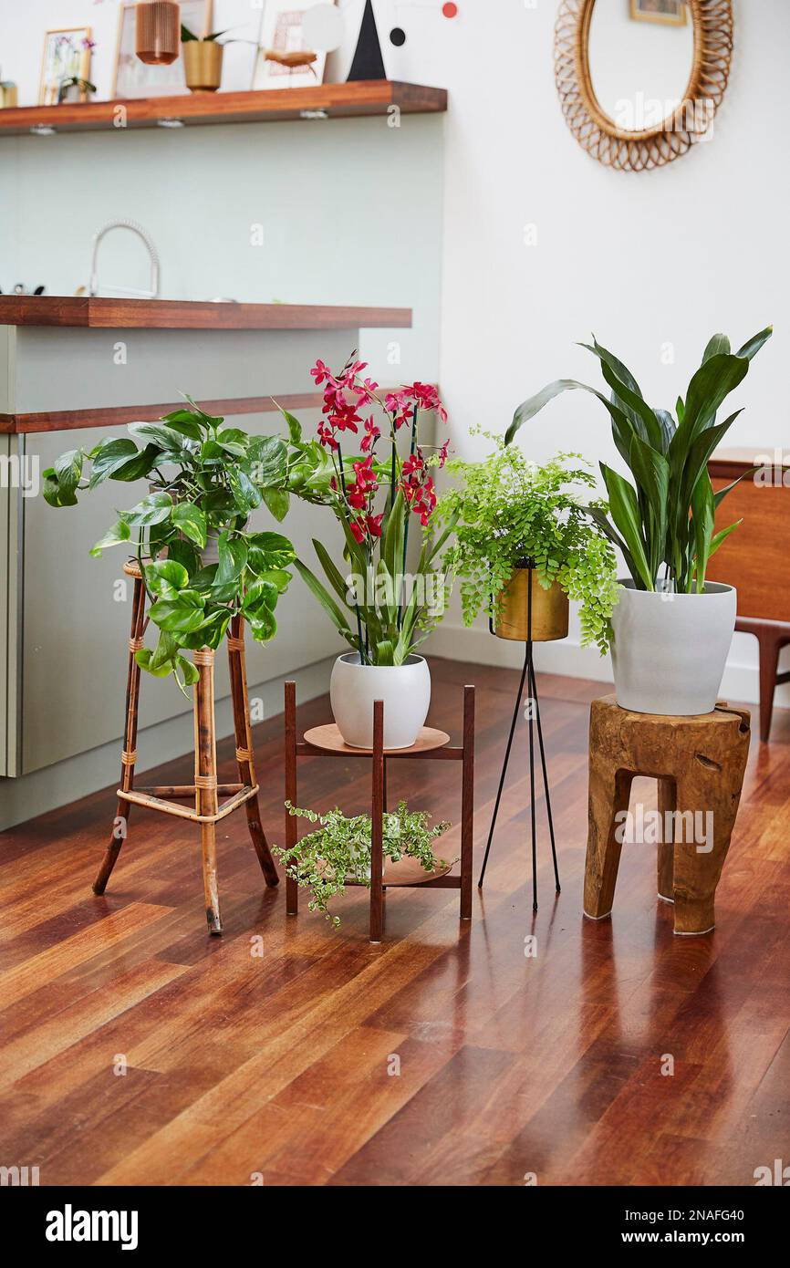 Houseplant Stands Stock Photo