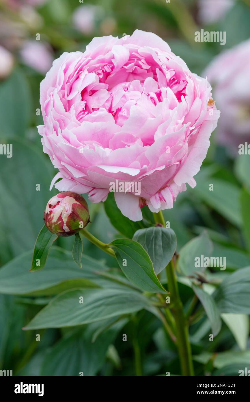 Paeonia lactiflora Sarah Bernhardt, peony Sarah Bernhardt, herbaceous perennial, rose-pink double flowers Stock Photo