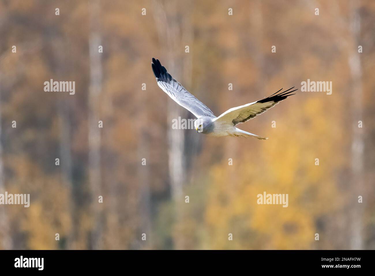 Northern Harrier Stock Photo