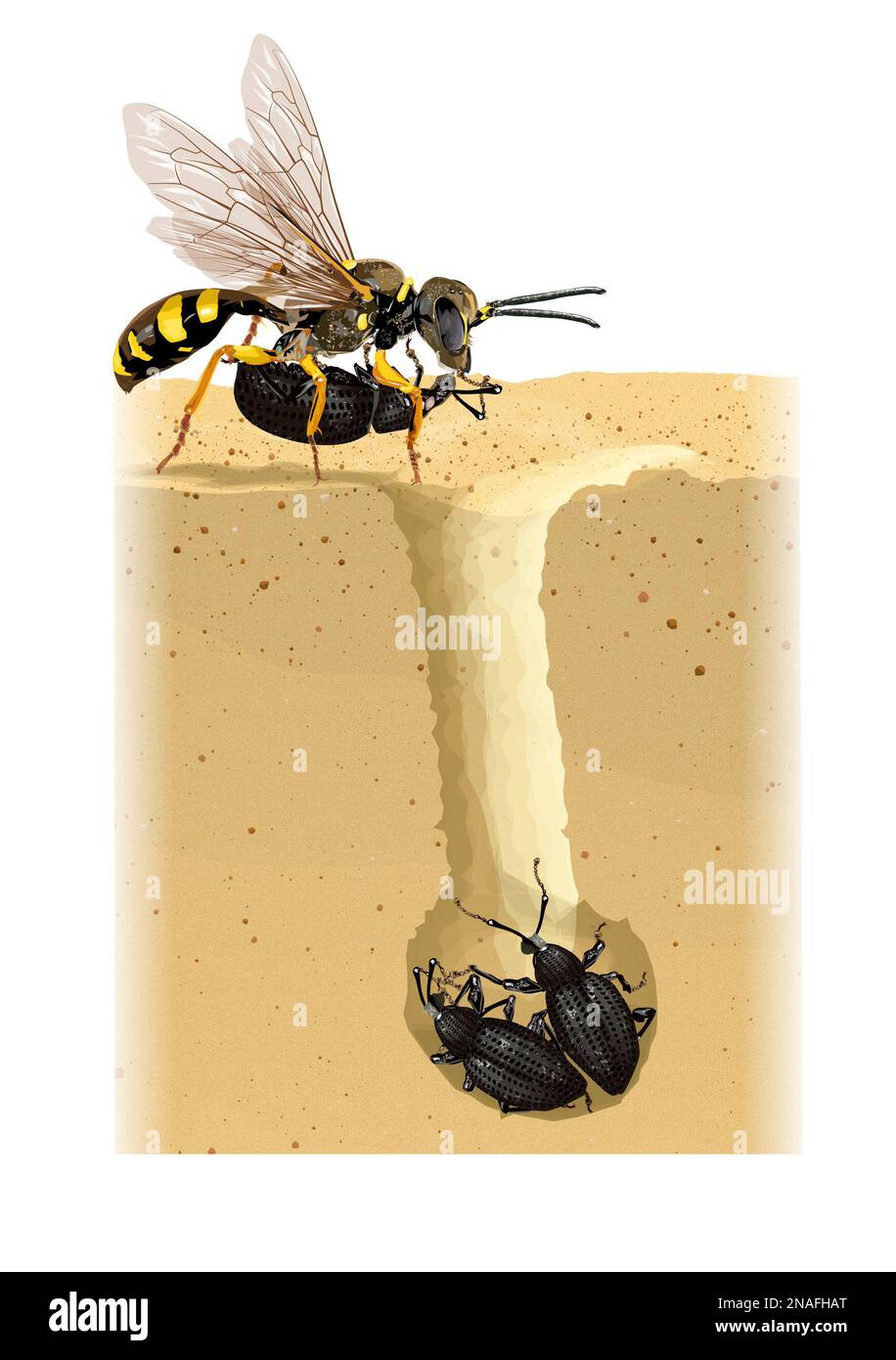 Crosssection wasp nest, wasp and weevils Stock Photo Alamy